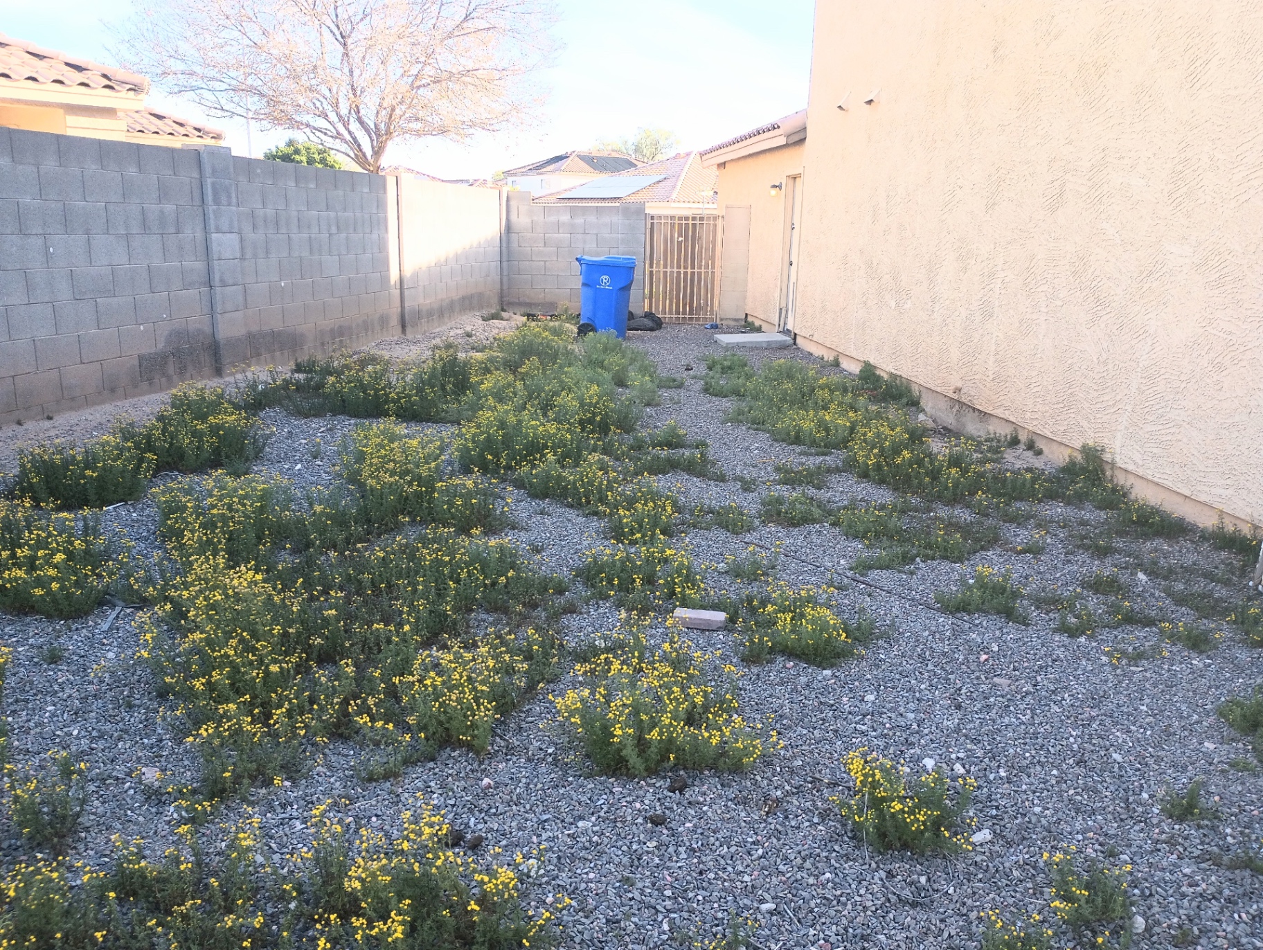 Complete Weed Removal & Yard Cleanup before