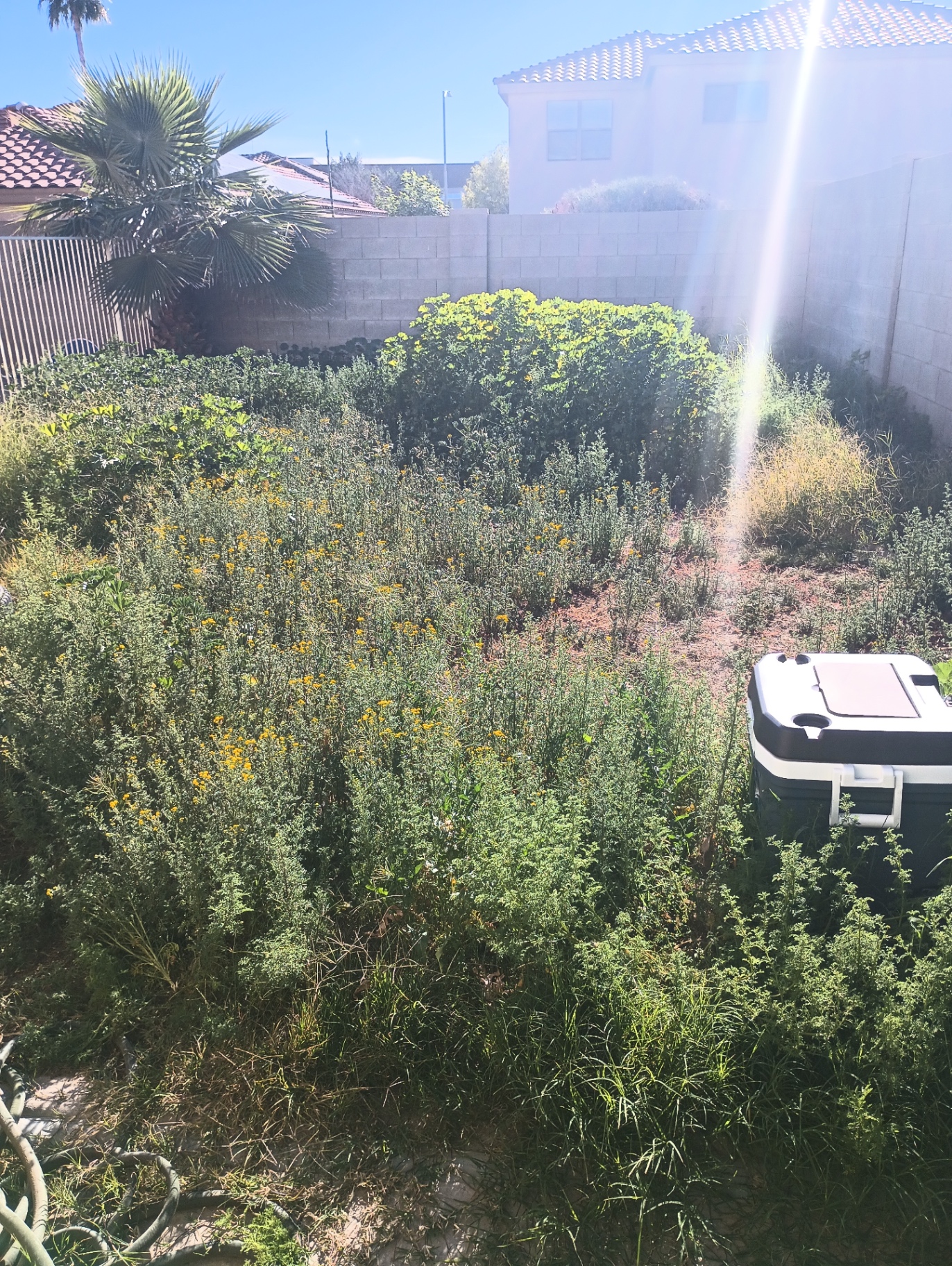 Weed Removal & Backyard Restoration before